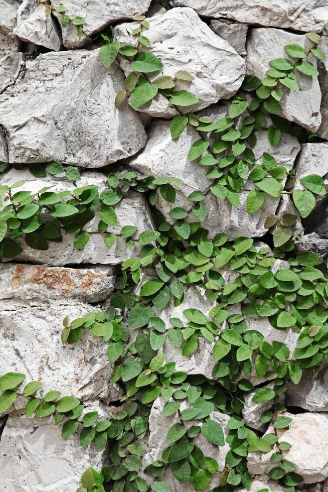 trama dal vecchio muro di pietra del castello foto