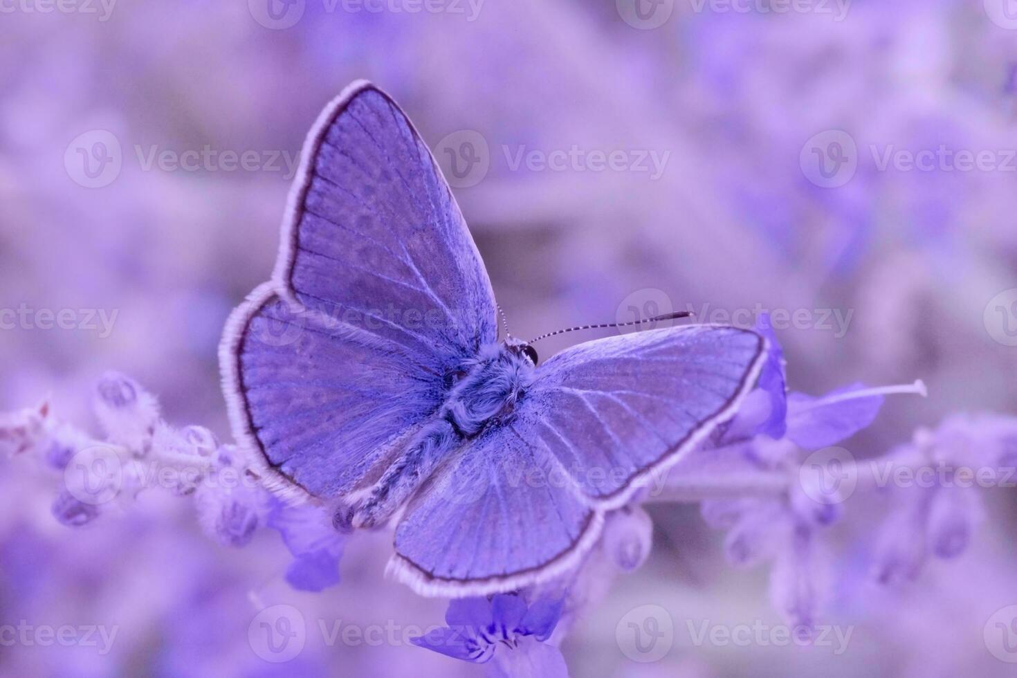 vicino su di blu farfalla seduta su viola fiori foto