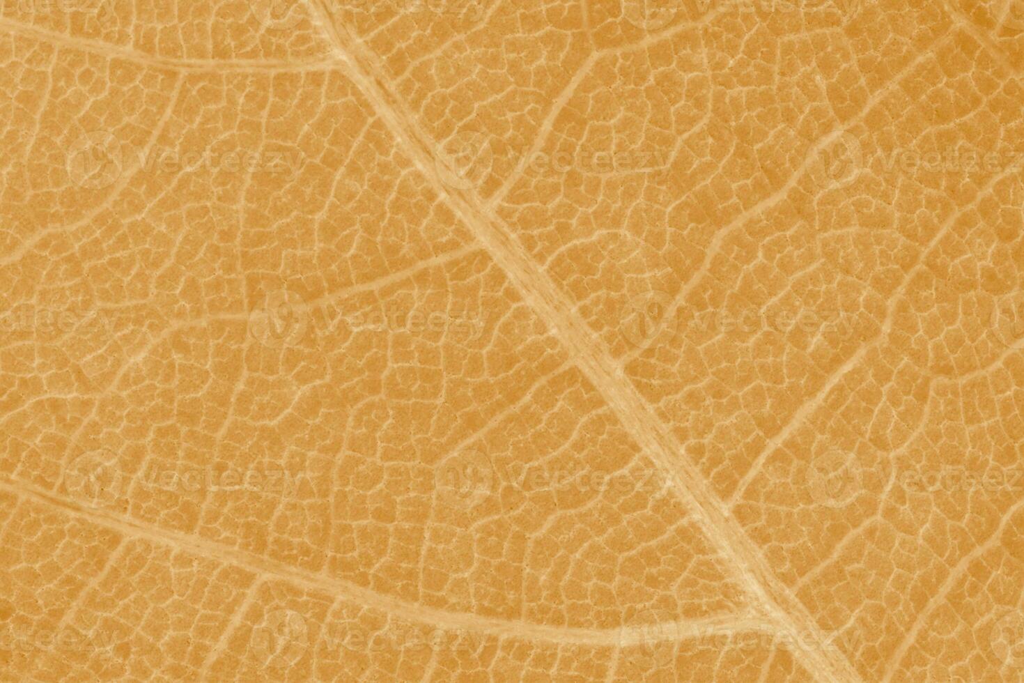 vicino su di arancia acero albero foglia struttura foto