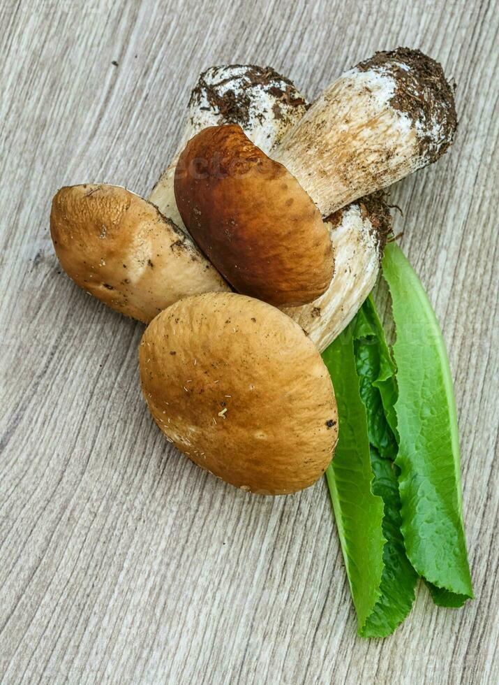 funghi al di sopra di di legno foto