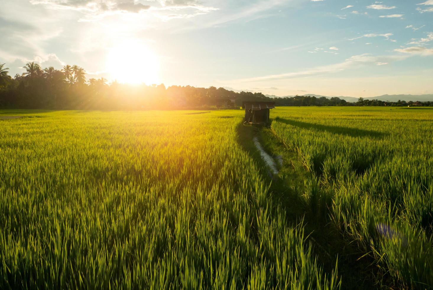 paesaggio campo di riso verde e tramonto bellissimo scenario naturale foto