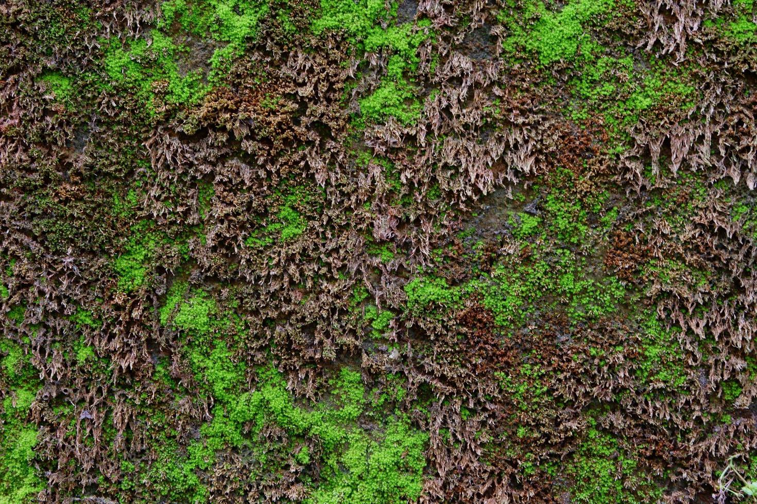 primo piano della trama di muschio verde sul vecchio muro per lo sfondo foto