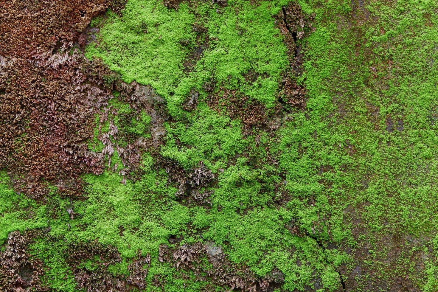 primo piano della trama di muschio verde sul vecchio muro per lo sfondo foto