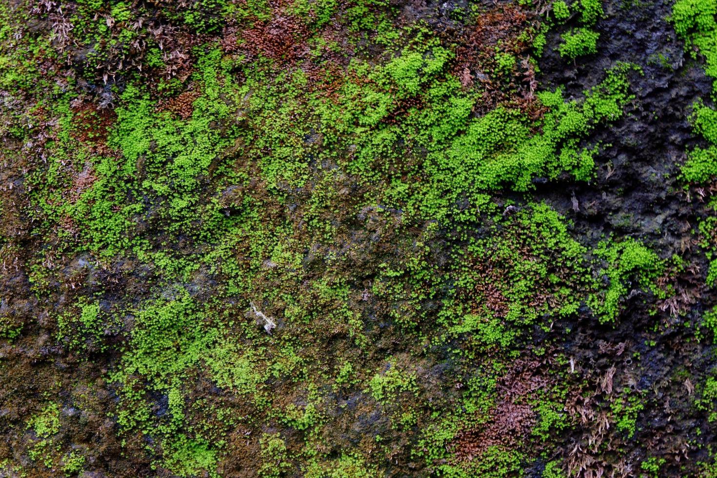 primo piano della trama di muschio verde sul vecchio muro per lo sfondo foto