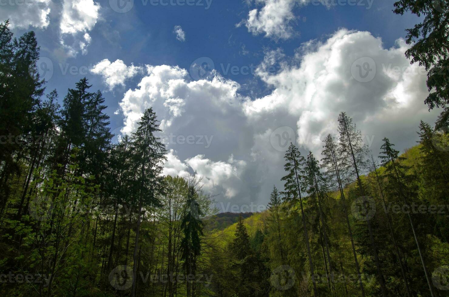 bellissima montagna foresta sotto in profondità blu estate cielo foto
