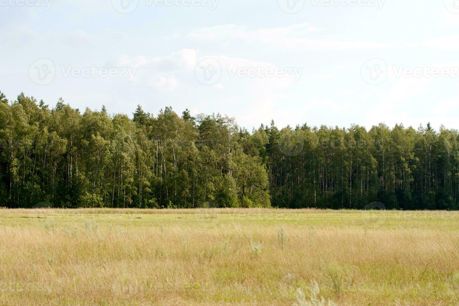 valle d'erba nella foresta durante l'estate foto