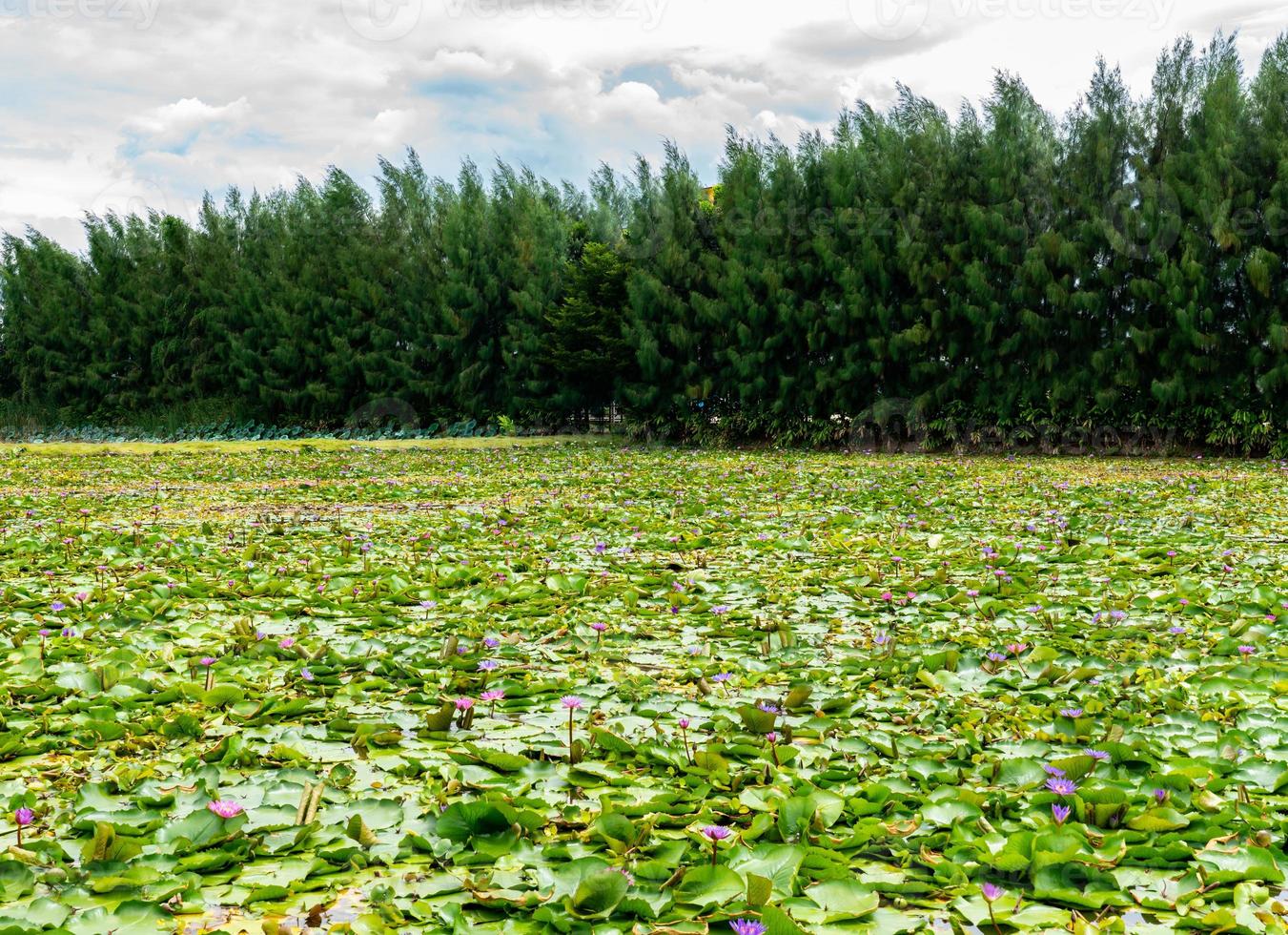 fiori di ninfea e foglie verdi nel lago con sfondo di pino foto