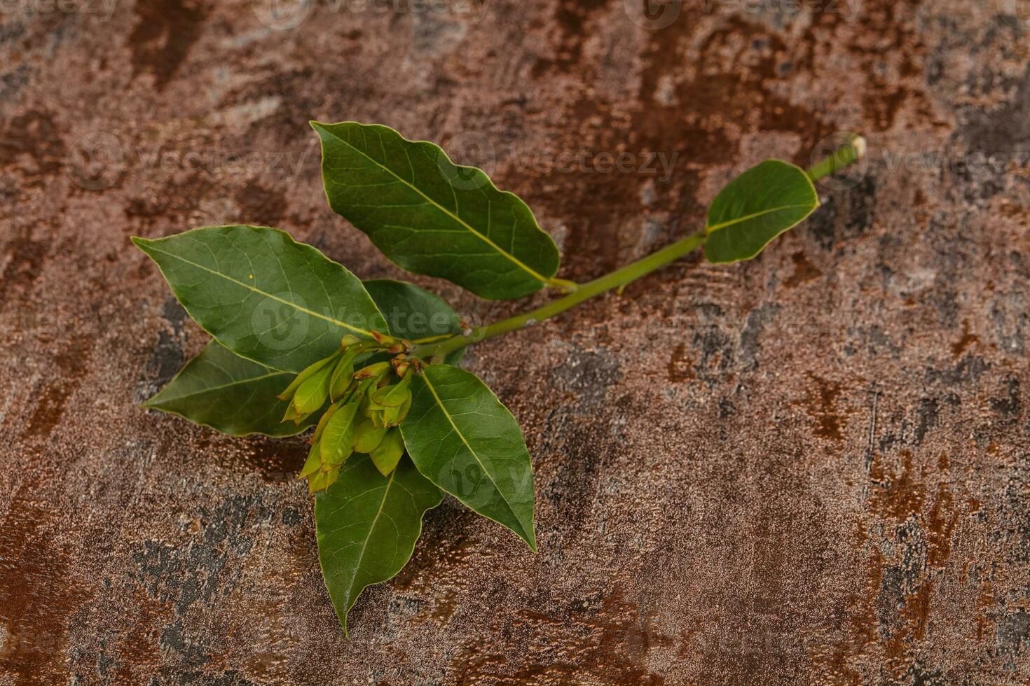 ramo di alloro verde aroma giovane foto