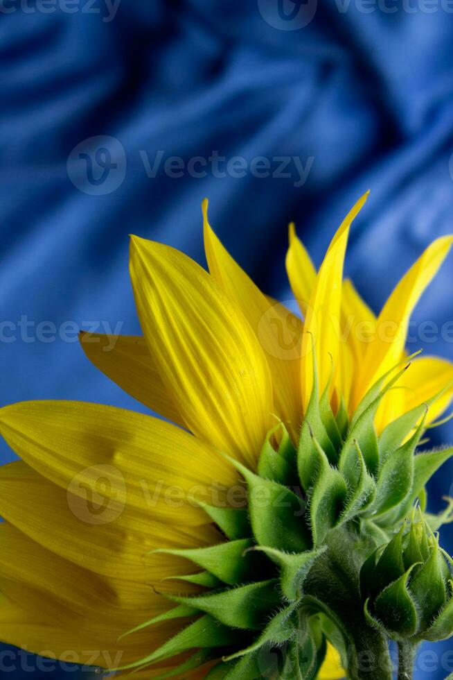 bellissimo girasole vicino su, girasole su blu sfondo, ucraino simbolo, stampa per cartolina, carta da parati, copertina disegno, manifesto , calendario, pubblicità, imballaggio, saluto carta, giallo fiore. foto