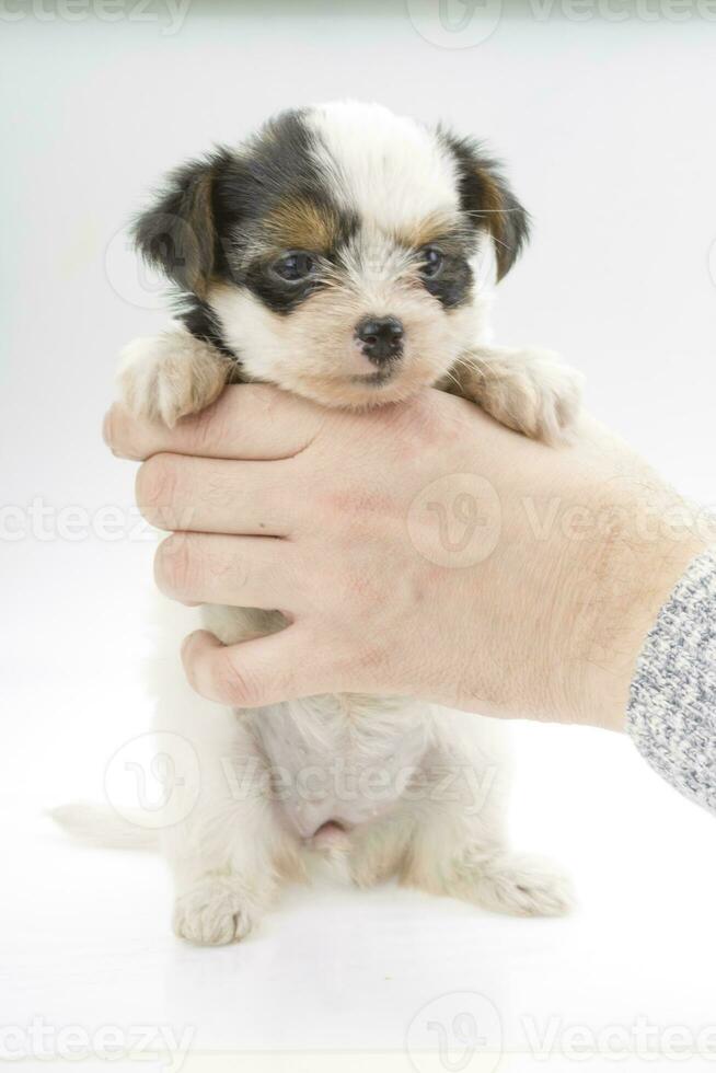 chihuahua cucciolo isolato su bianca sfondo foto