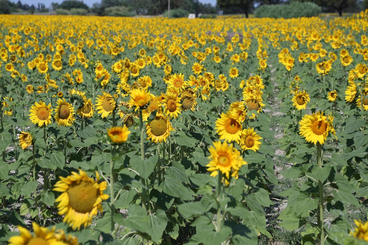 campo di girasoli in provenza francia foto