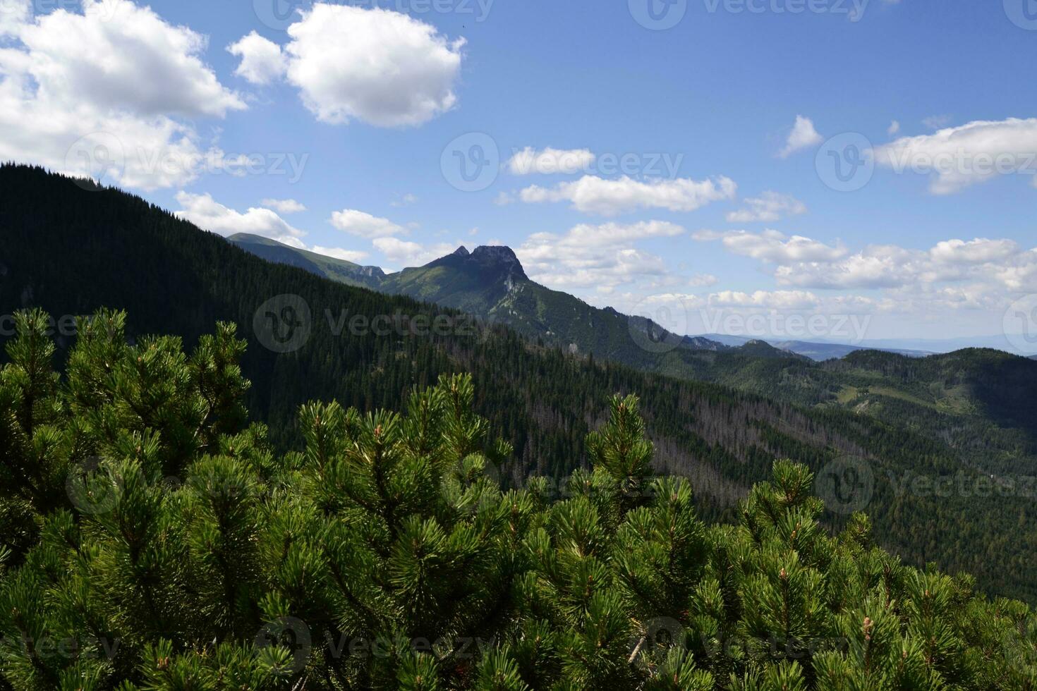 sbalorditivo estate Visualizza nel montagne Tatra, Polonia. blu cielo, pino alberi, abete rosso alberi, picco foto