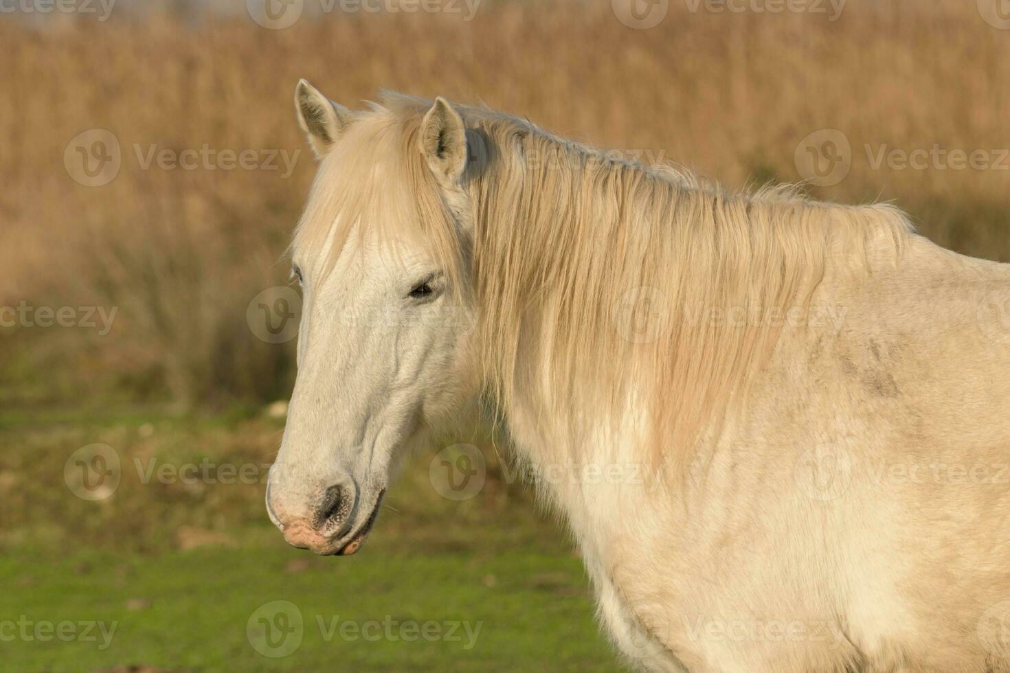 cavallo su natura. ritratto di un' bianca cavallo foto