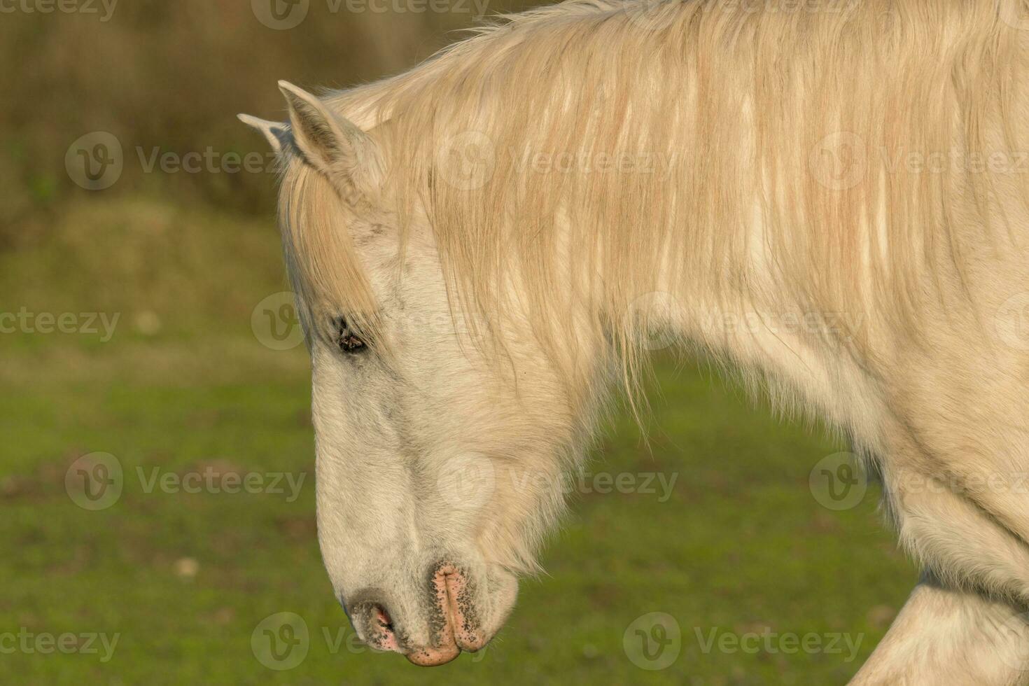 bianca cavallo con lungo criniera nel un' verde campo foto