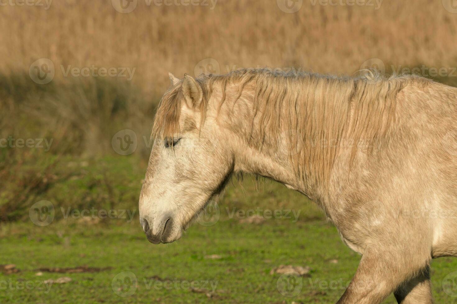 vecchio grigio cavallo nel il campo foto