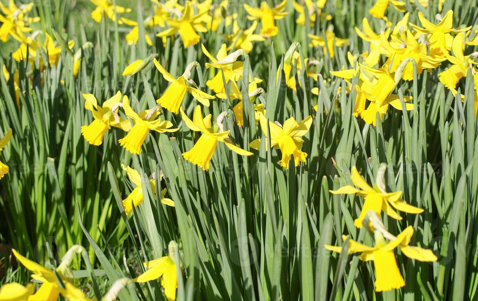 una miriade di narcisi dorati foto