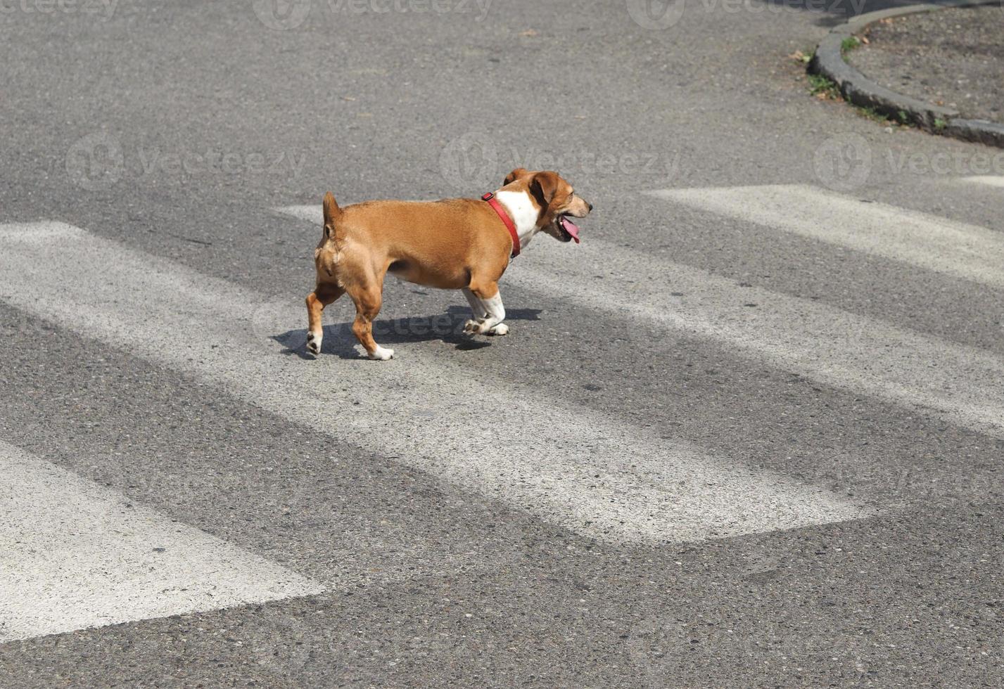 cane domestico alle strisce pedonali foto