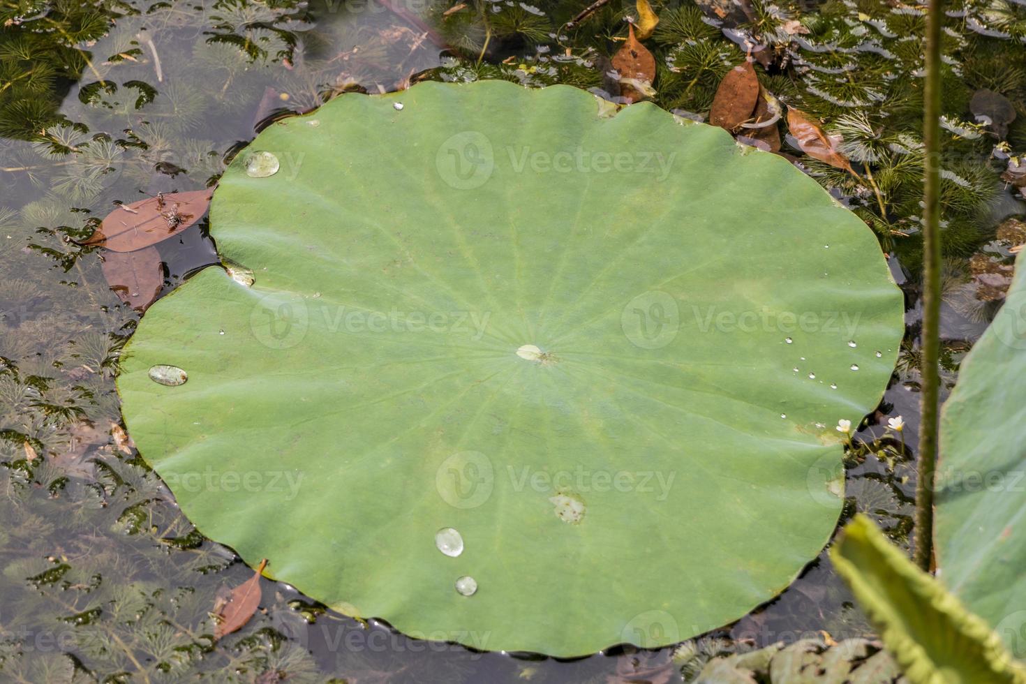 lago di stagno tropicale secco con piante acquatiche, giardino botanico di perdana. foto