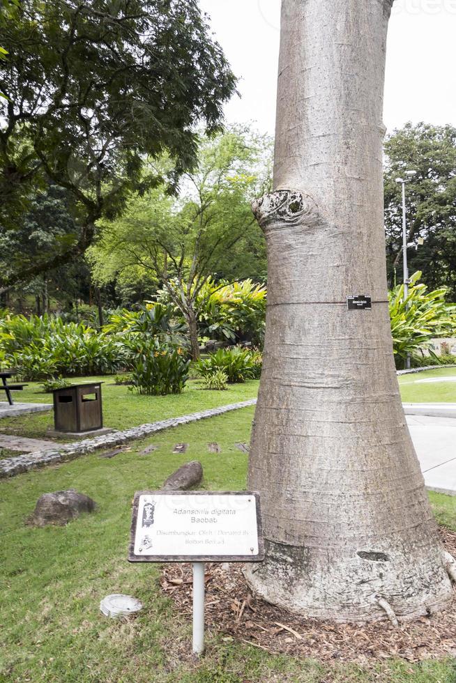 adansonia digitata baobab con informazioni accedi in Malesia. foto