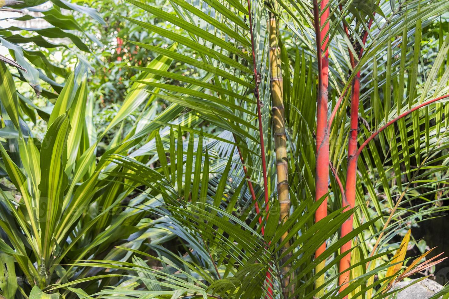 giovani alberi di bambù gialli e verdi rossi, malesia. foto