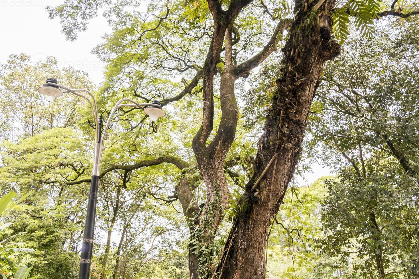 grande albero invaso tropicale nel mezzo di kuala lumpur, malesia. foto