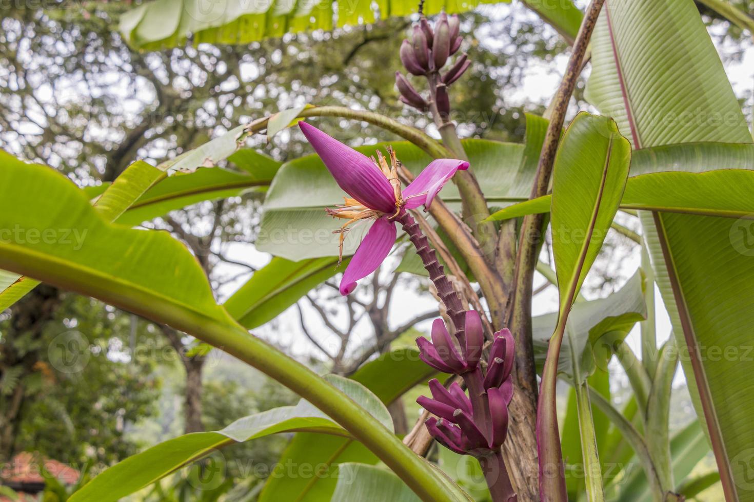 viola rosso pianta di banana heliconia fiore natura tropicale malesia. foto