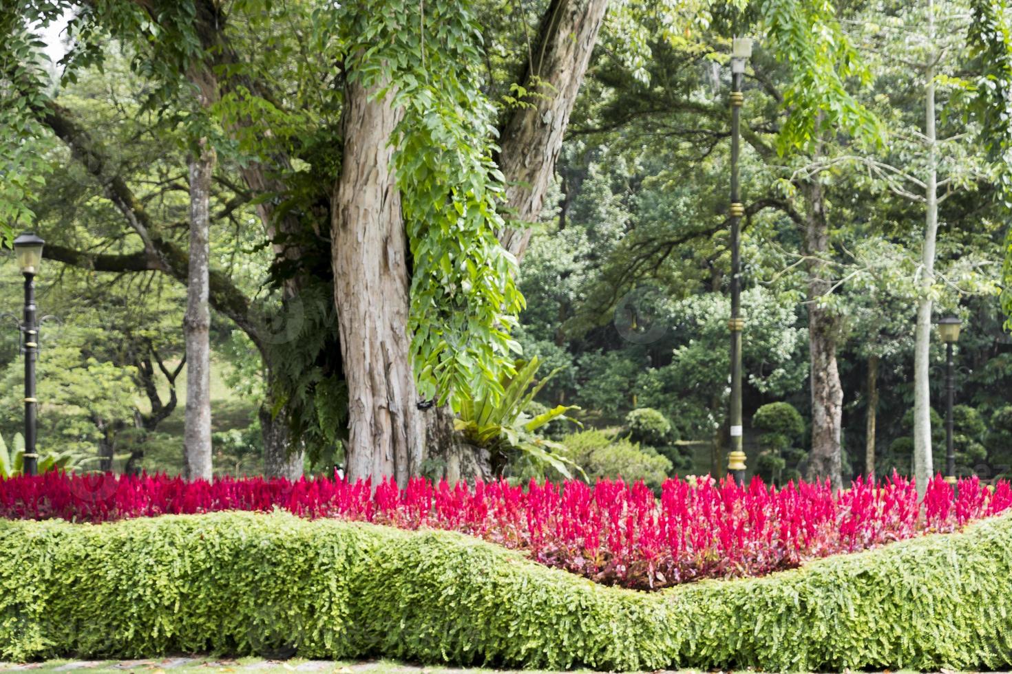 piante di colore rosa-rosso brillante, fiori e un enorme albero del parco, malesia. foto
