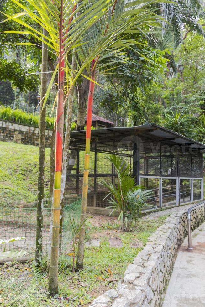 giovani alberi di bambù gialli e verdi rossi, malesia. foto