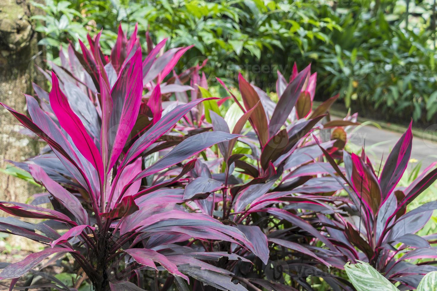 piante viola nei giardini botanici di Perdana a Kuala Lumpur in Malesia. foto