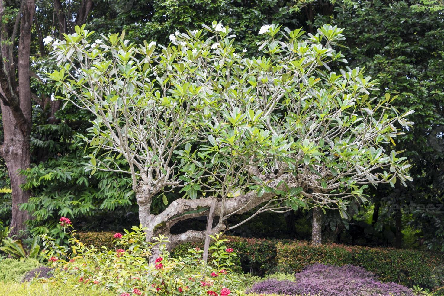 Plumeria obtusa albero di frangipani a Kuala Lumpur, Malesia foto