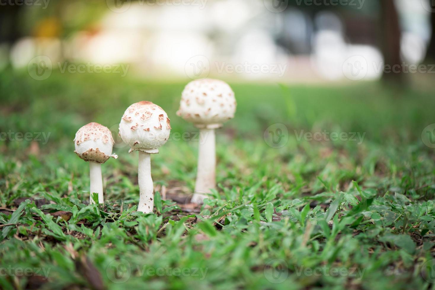 funghi puffball che crescono sull'erba verde foto