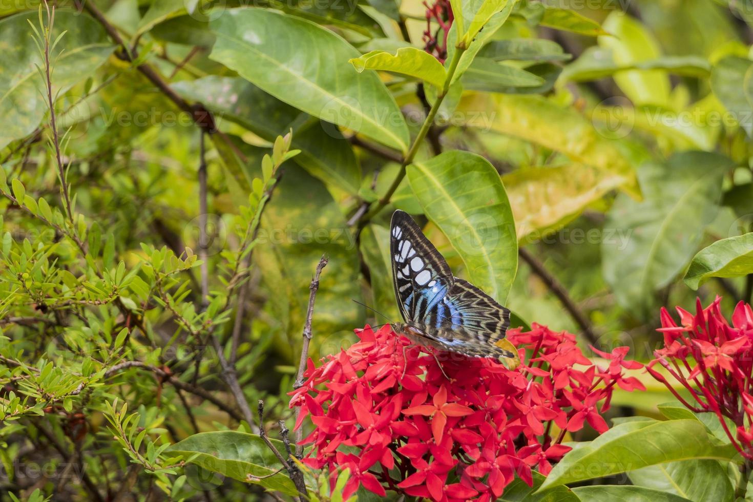 grande farfalla a vela blu, parthenos sylvia su fiore rosso foto