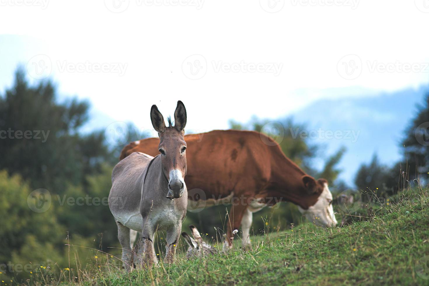 asino vicino a mucca al pascolo nel nord italia foto