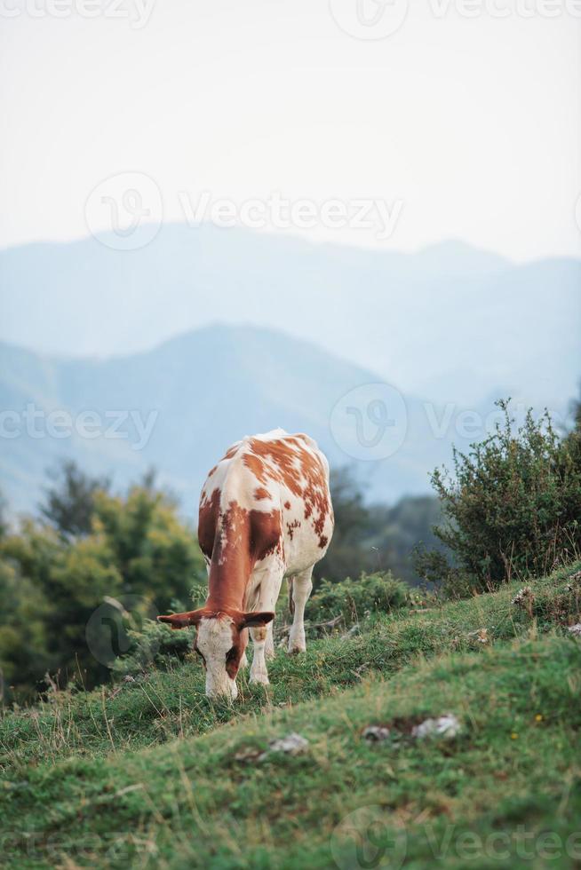 mucca al pascolo sulle alpi italiane foto