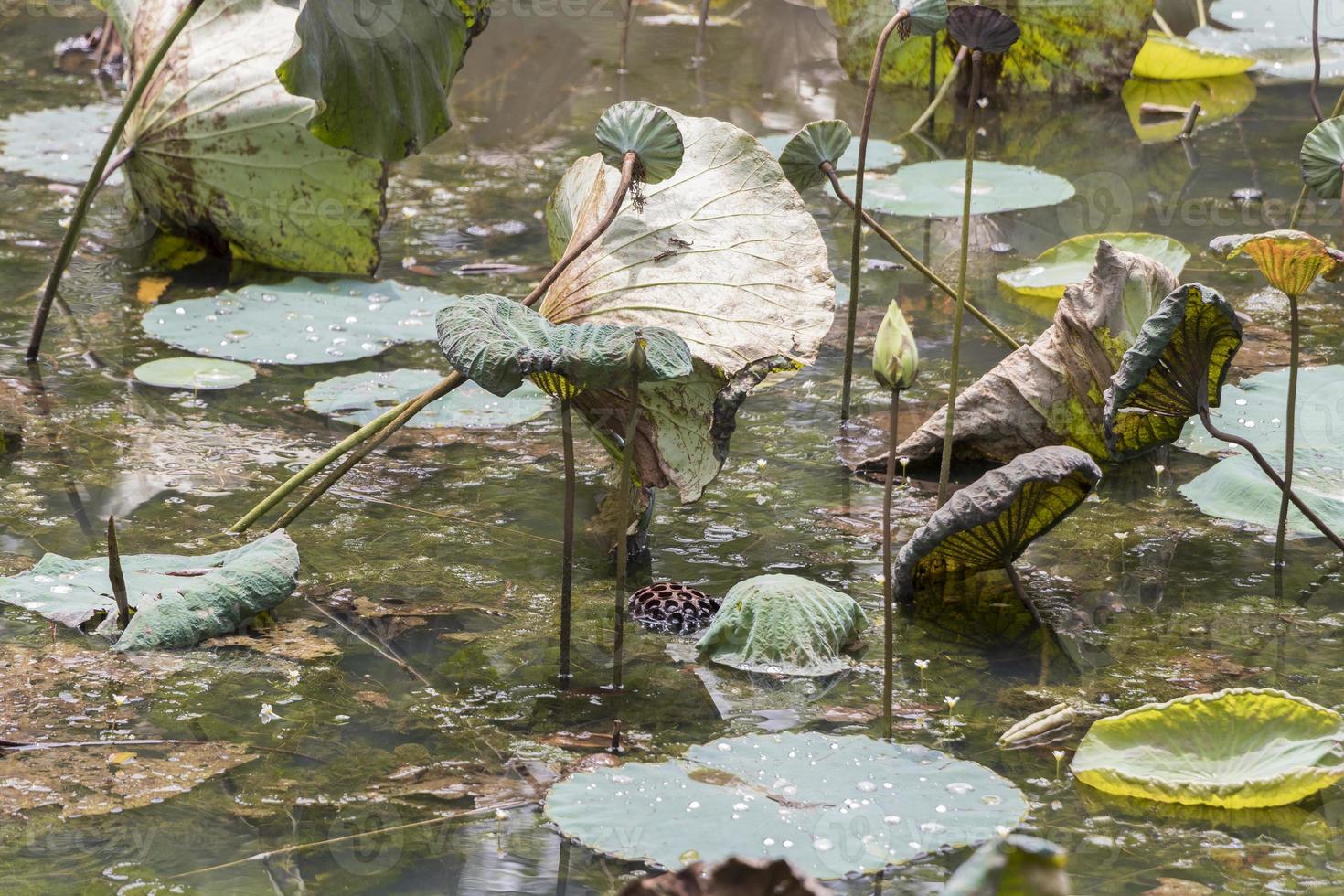lago di stagno tropicale secco con piante acquatiche, giardino botanico di perdana. foto