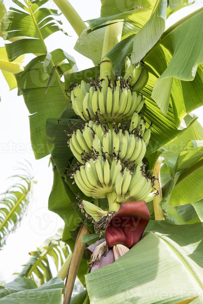 frutta di banana cruda con foglie di banana in natura foto