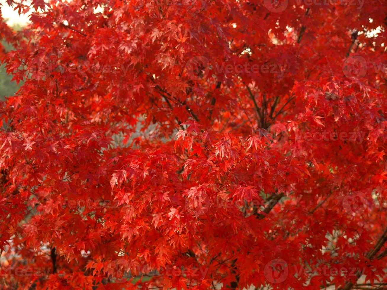 sfondo di foglie di acero rosso foto