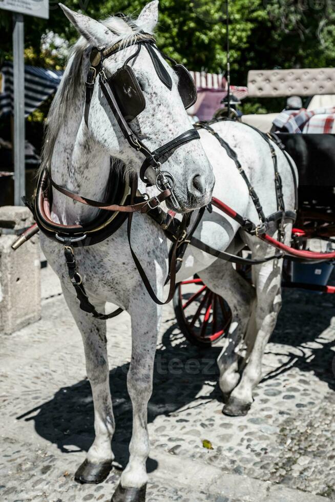 tipico cavallo disegnato carrozza nel plaza de espana. siviglia. Spagna. foto