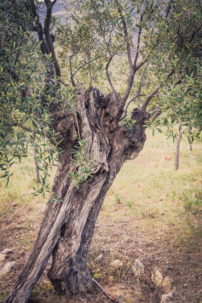 mediterraneo oliva campo con vecchio oliva albero pronto per raccolto. foto