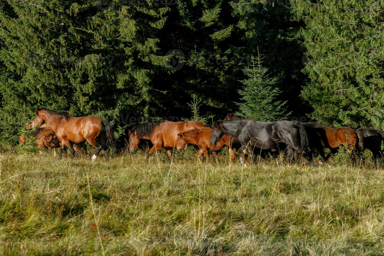 cavalli sfiorato su un' montagna pascolo contro montagne. foto