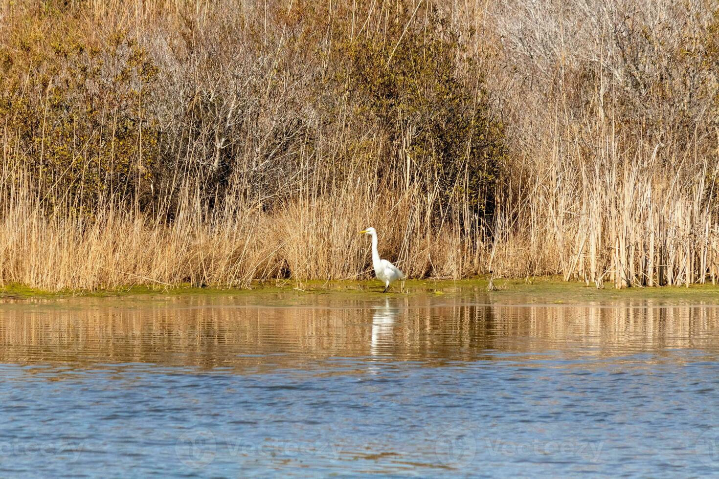 grande Airone in piedi alto a il bordo di il acqua. il bianca corpo in piedi su a partire dal il Marrone erba intorno a. il uccelli corpo riflettendo nel il calma acqua di il stagno. il suo lungo collo su per cibo. foto