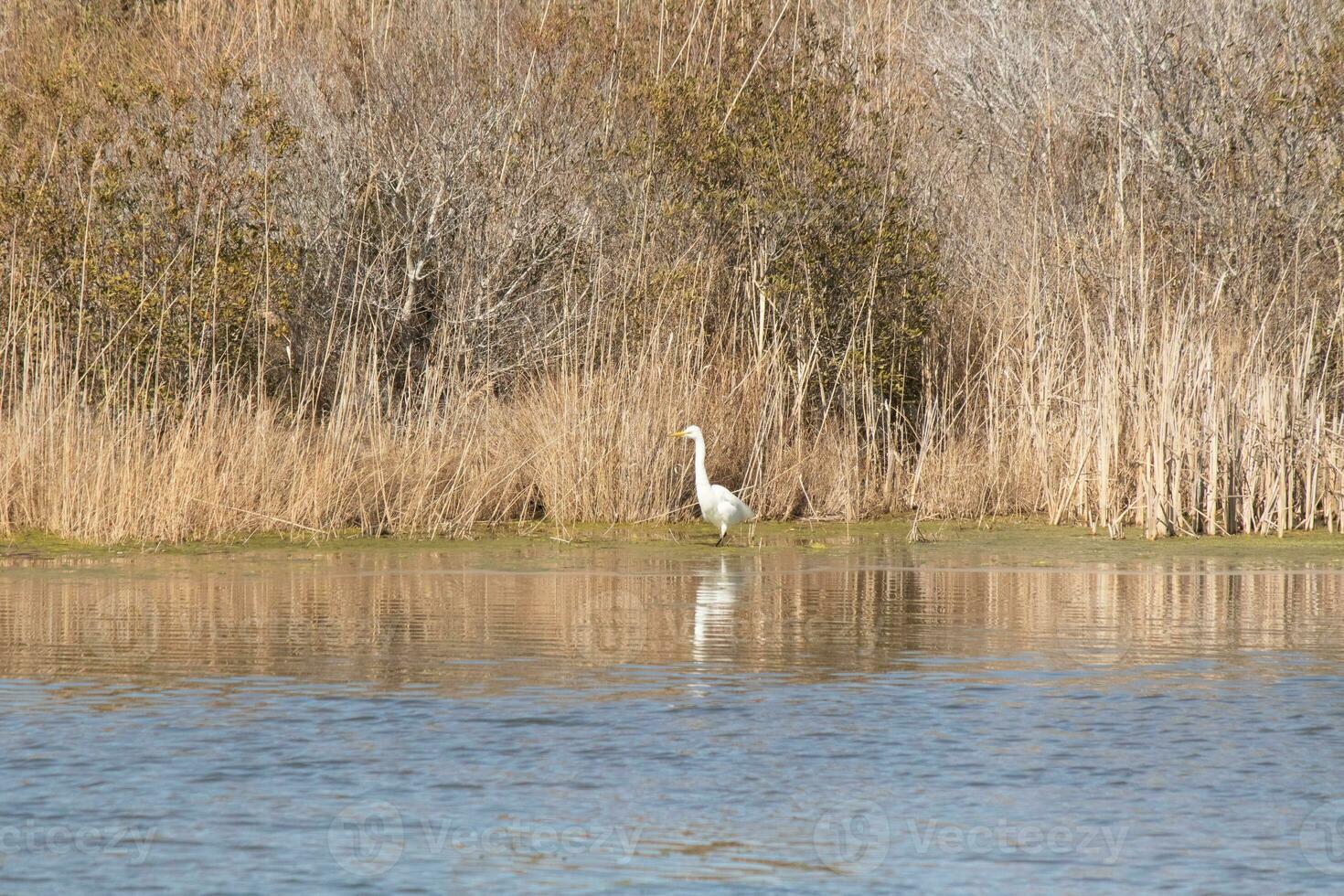 grande Airone in piedi alto a il bordo di il acqua. il bianca corpo in piedi su a partire dal il Marrone erba intorno a. il uccelli corpo riflettendo nel il calma acqua di il stagno. il suo lungo collo su per cibo. foto