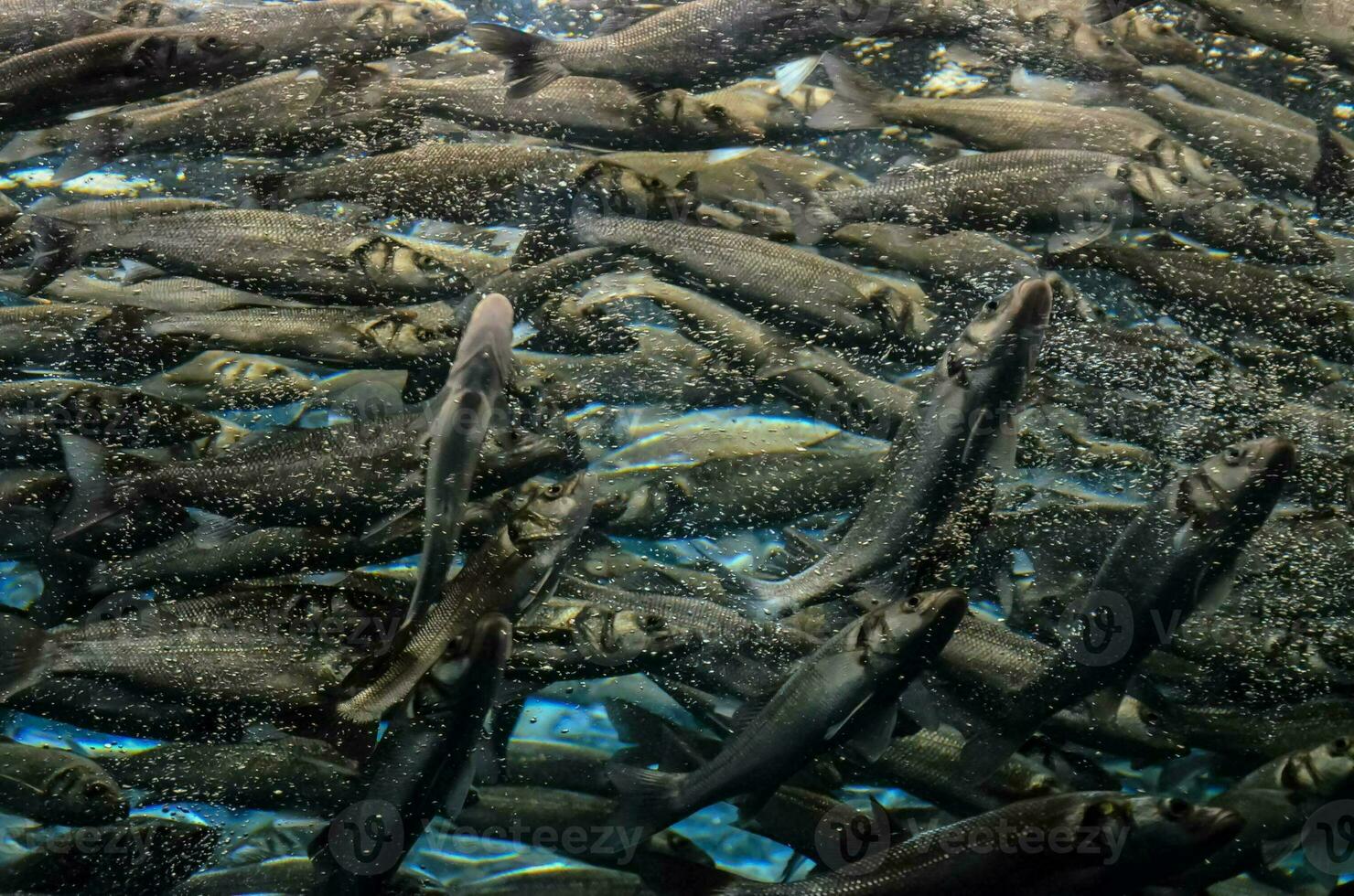 un' grande gruppo di pesce nuoto nel il acqua foto