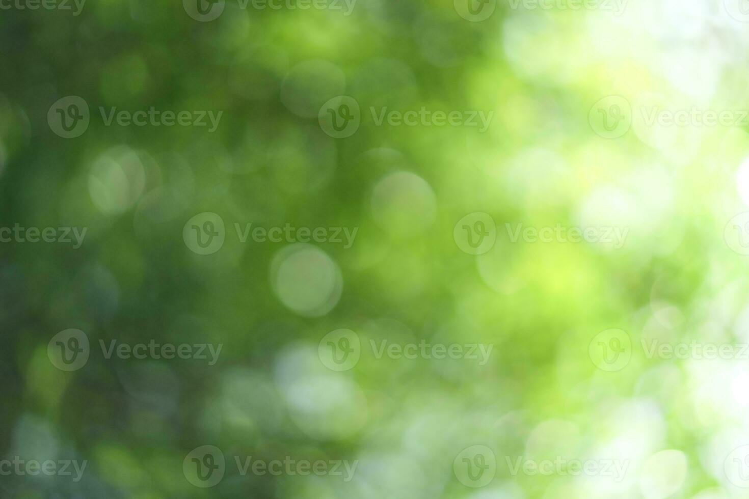 sfocato naturale foglia con soleggiato leggero foto