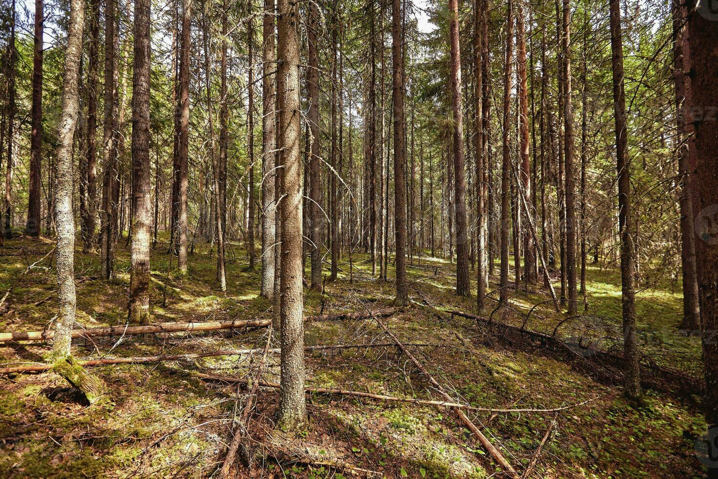 bellissimo paesaggio di pino foresta nel estate giorno. il alto alberi di il pino alberi in crescita nel il vecchio foresta. foto