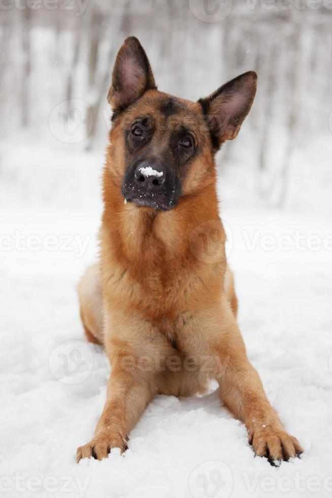 il cane dai capelli rossi giace sulla neve in inverno foto