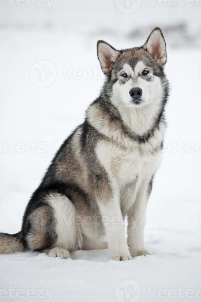 carino cucciolo malamute foto