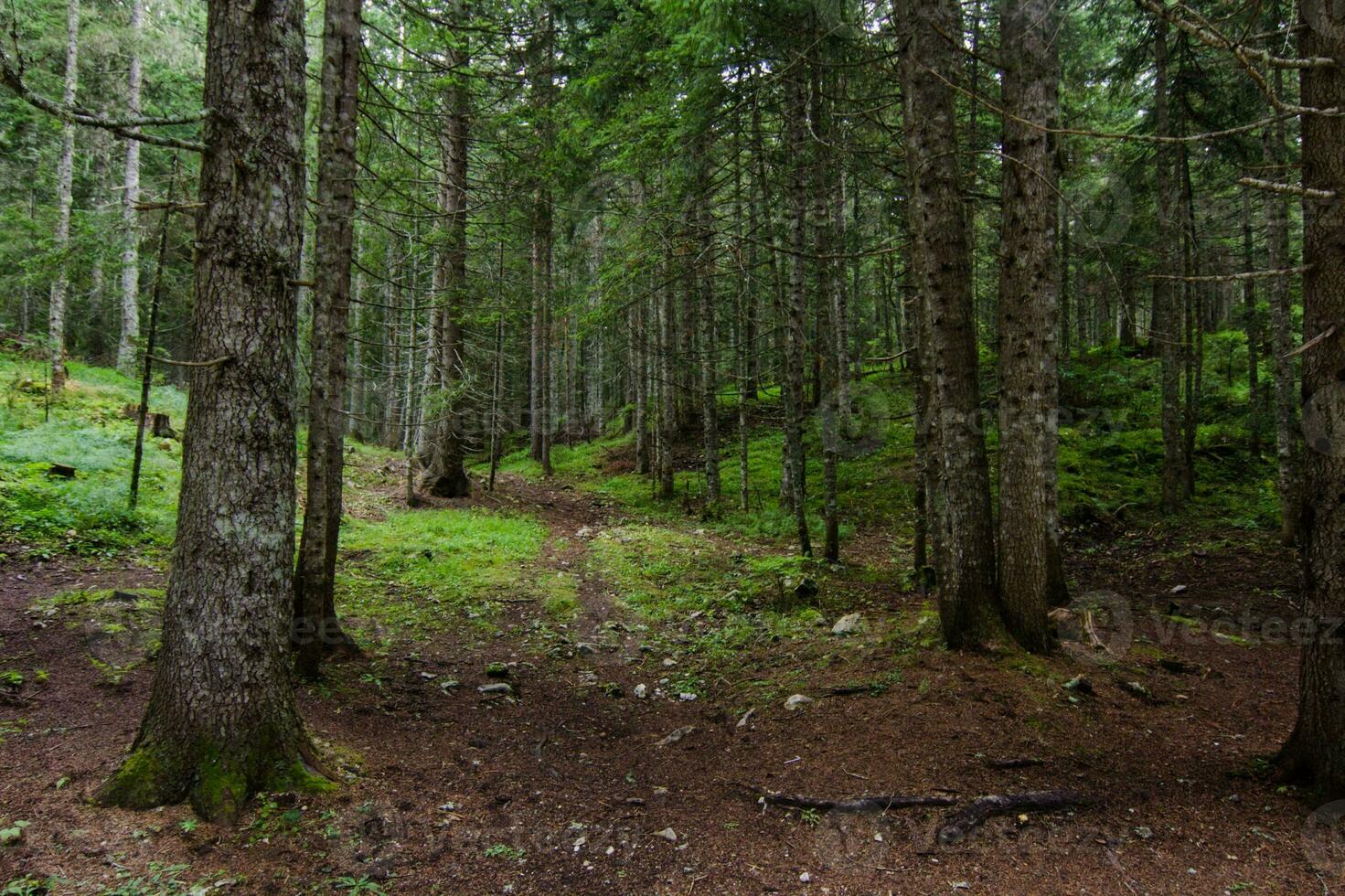 tranquillo sentiero attraverso vecchia crescita foresta natura selvaggia foto