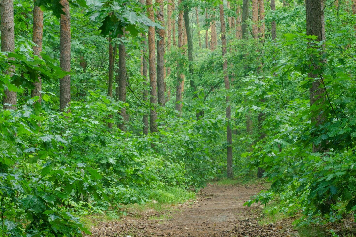 tranquillo pista attraverso vecchia crescita foresta nel lussureggiante verde bosco foto