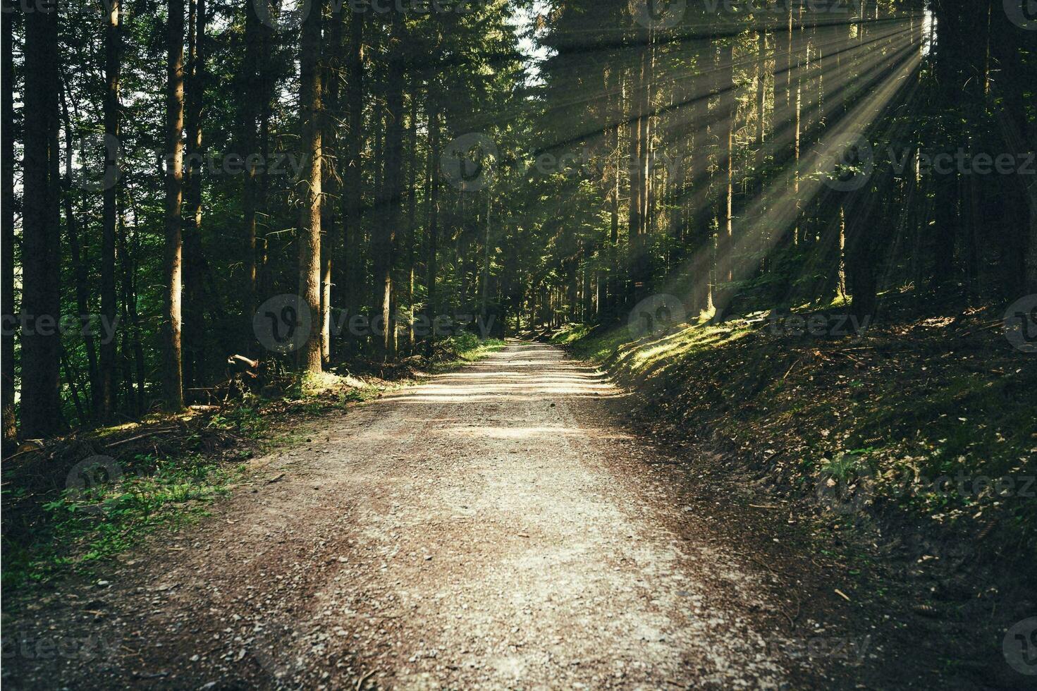 il serenità di il illuminata dal sole foresta sentiero foto